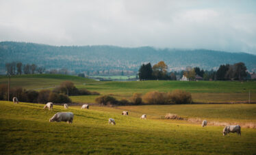 champs en pleine nature