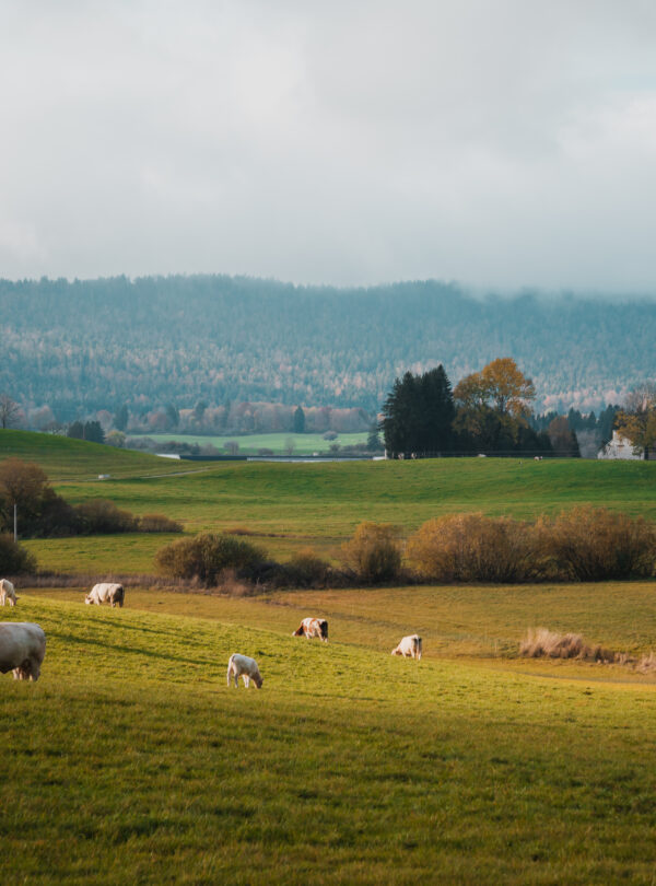 champs en pleine nature