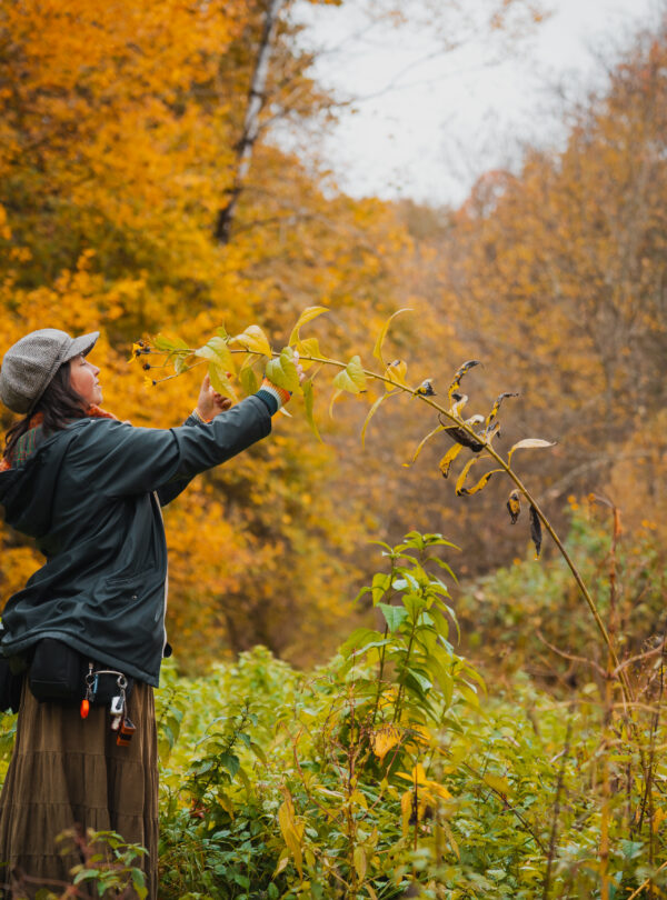 Couleurs d'automne en extérieur
